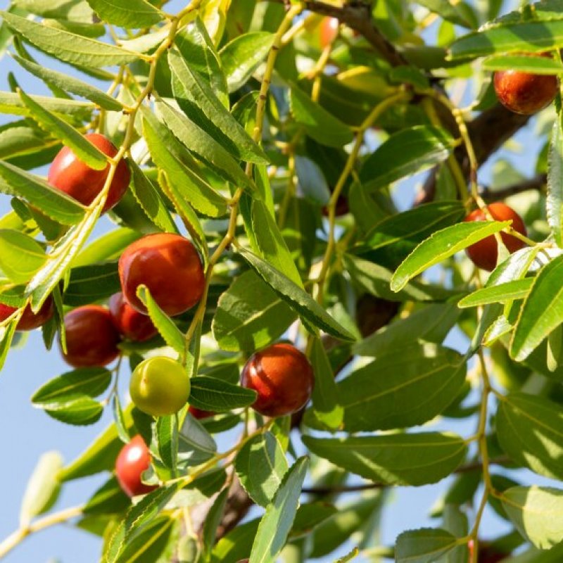 Ziziphus jujuba (Jujuba - Čínska ďatla) ´LANG´- kont. C25L, výška 125-150 cm